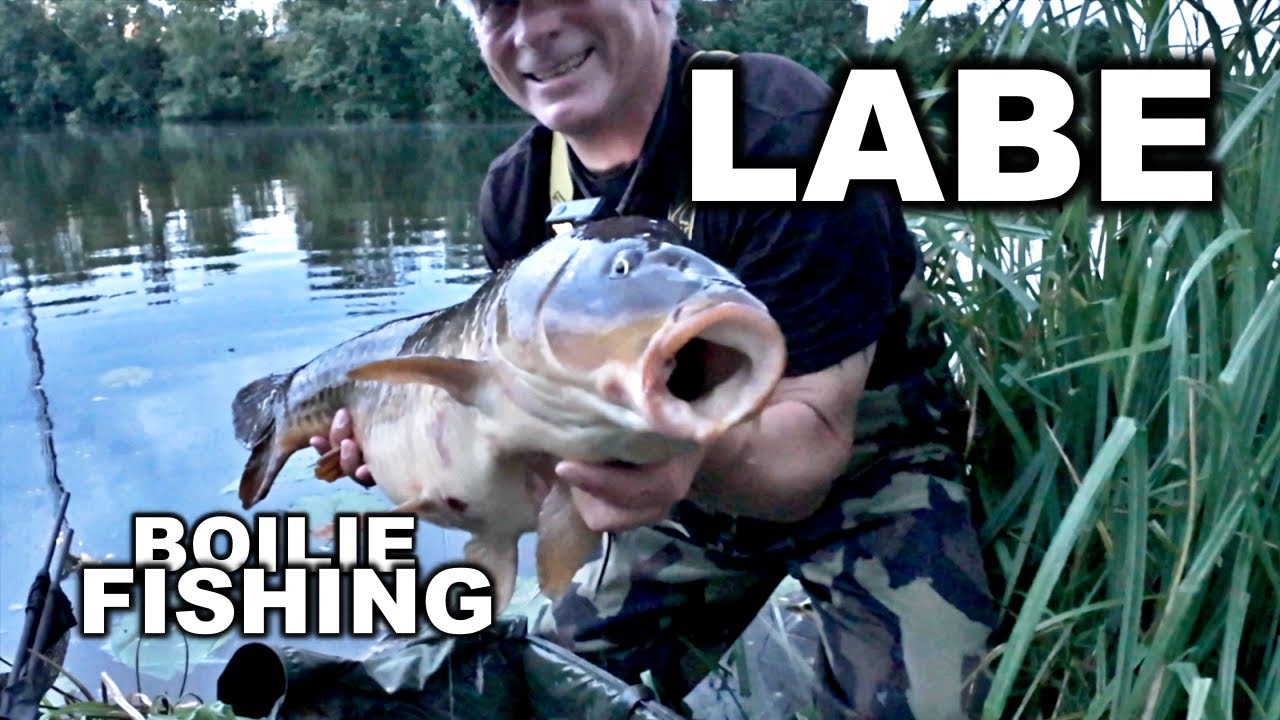LABE BOILIE FISHING @Carp_Arts latest Carp fishing video #fishhobo