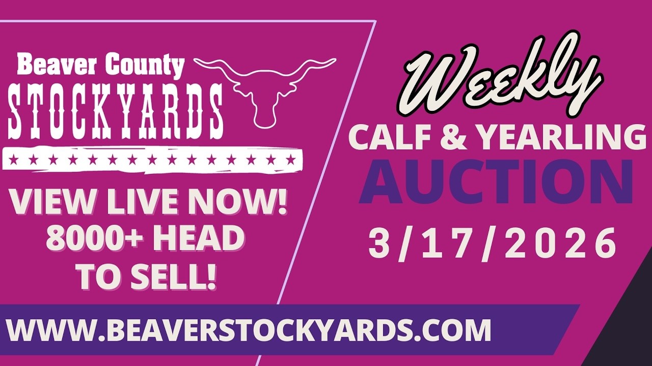 3/17/2026 - Calf & Yearling Auction- Beaver County Stockyards