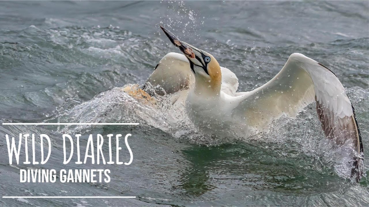 Yorkshire's Diving gannets
