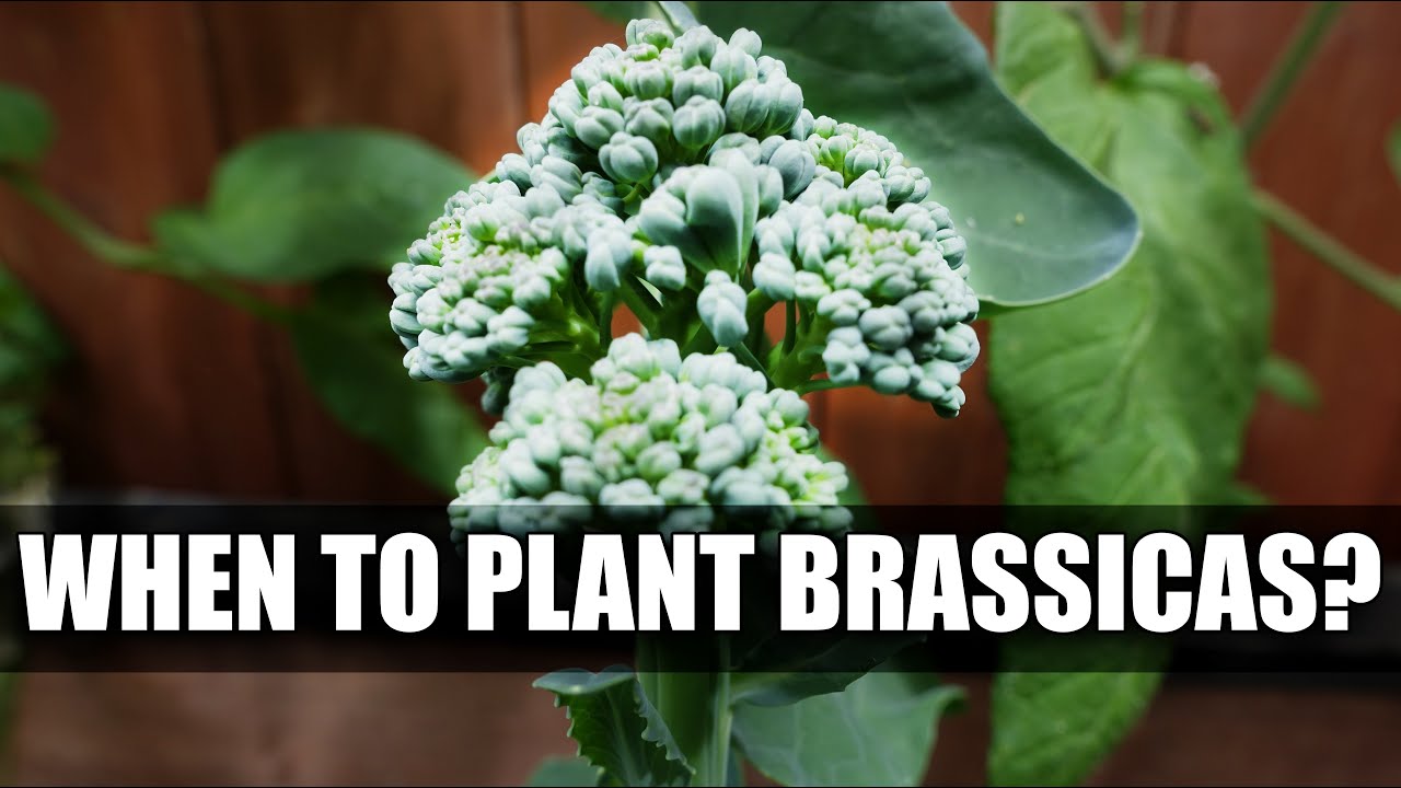 When To Plant Brassicas? - Garden Quickie Episode 38