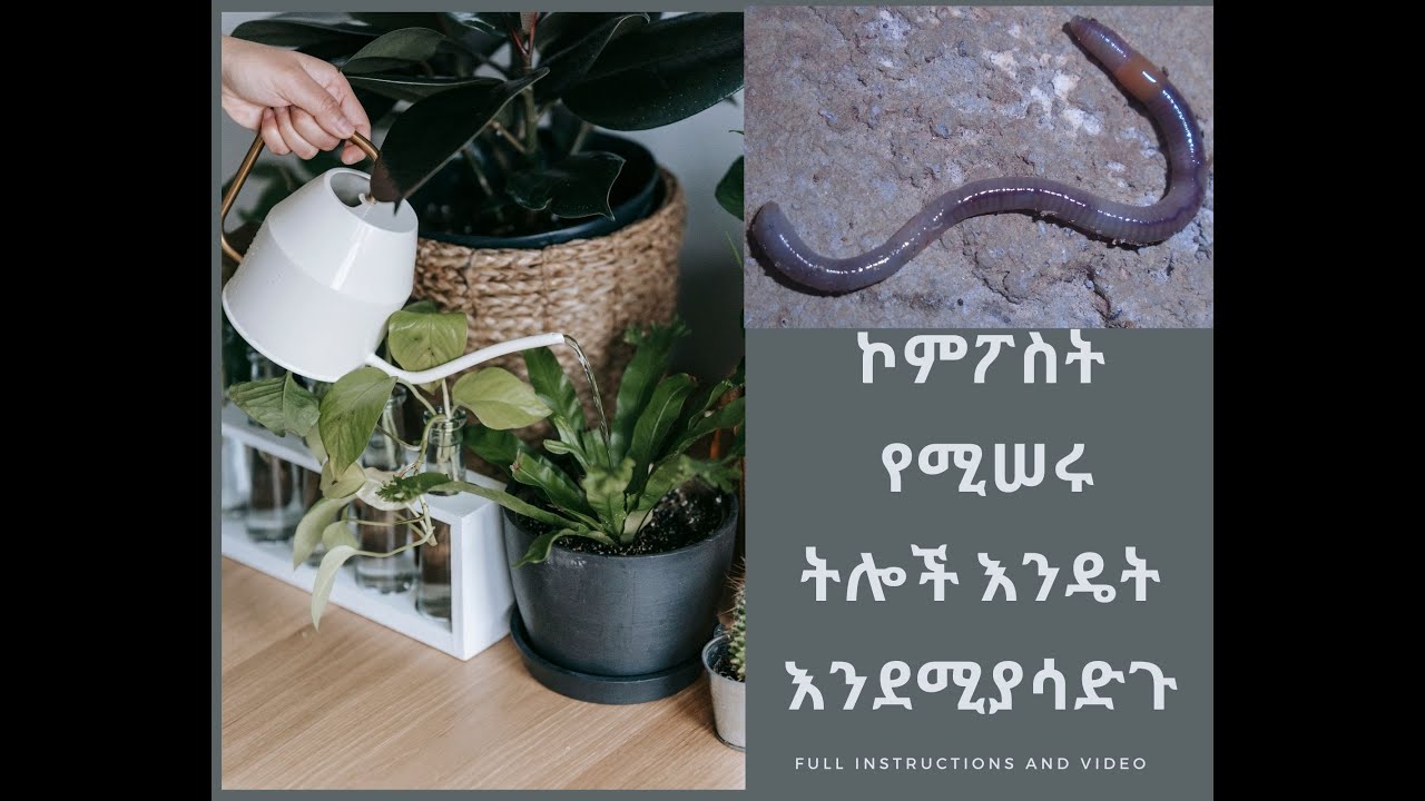 ኮምፖስት የሚሠሩ ትሎች እንዴት እንደሚያሳድጉ/ How to raise composting worms |
