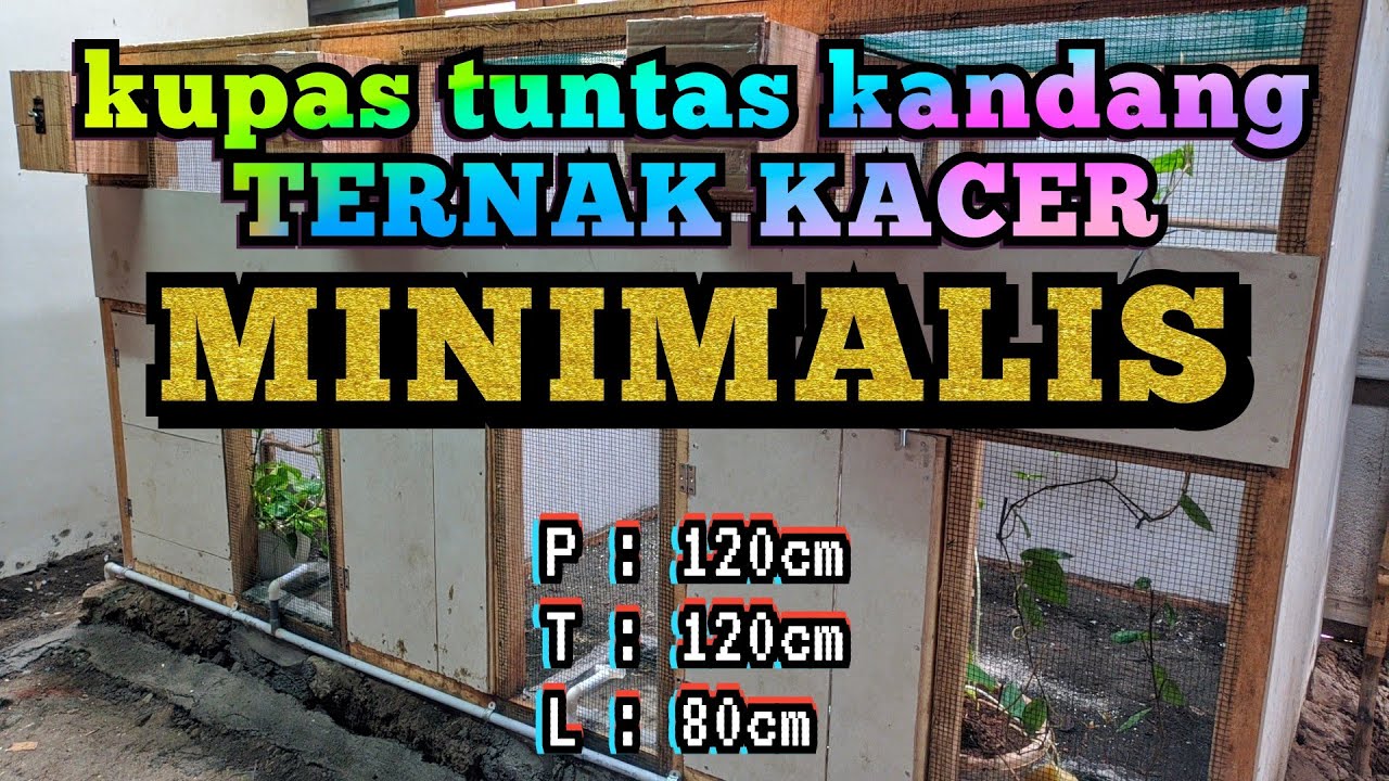 Kandang Ternak Kacer Minimalis || Sukses Ternak Kacer Di Kandang Kecil