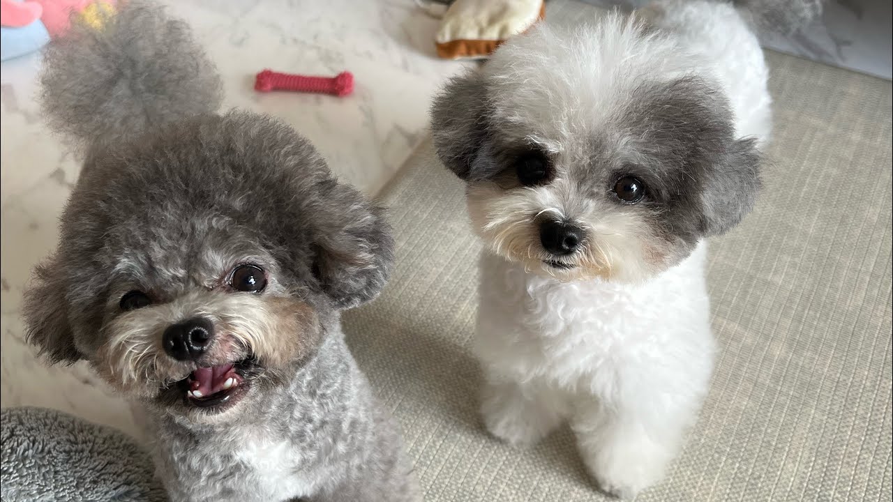 Paul’s Vlog: Lunar New Year Decor, new Vacuum robot, Puppy’s tantrum and cooking kimchi stew