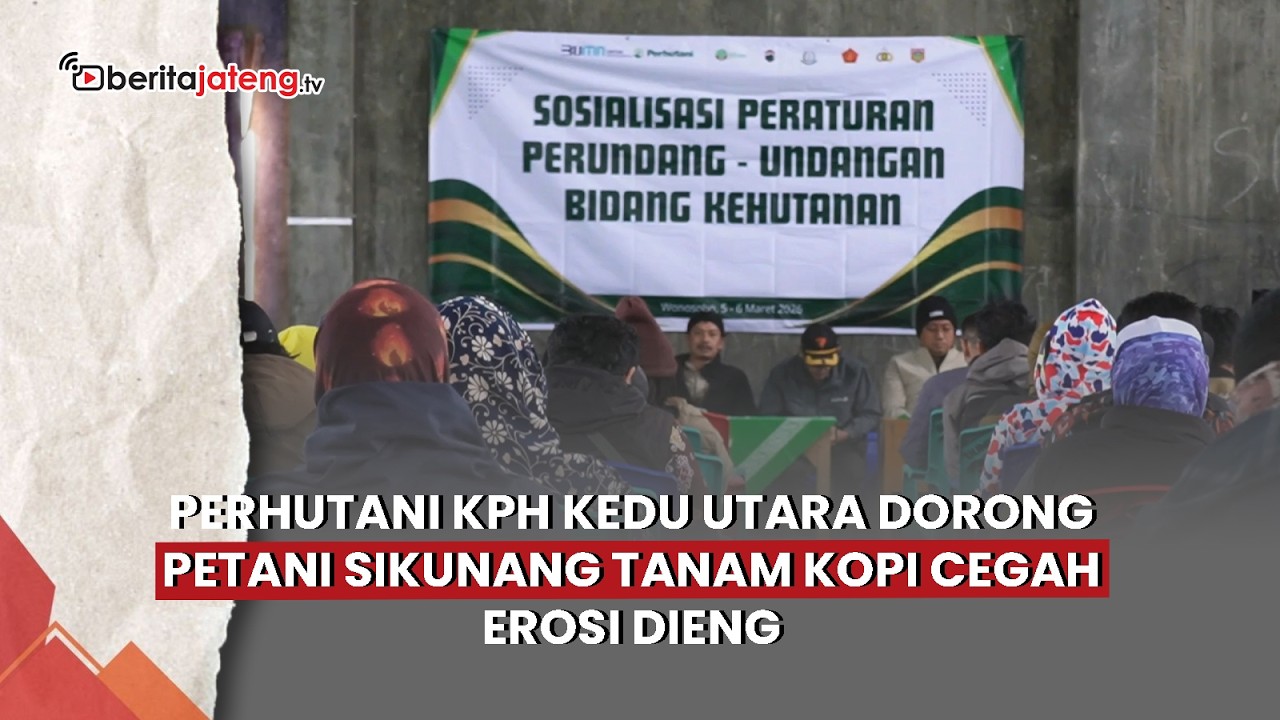 Perhutani KPH Kedu Utara Dorong Petani Sikunang Tanam Kopi Cegah Erosi Dieng