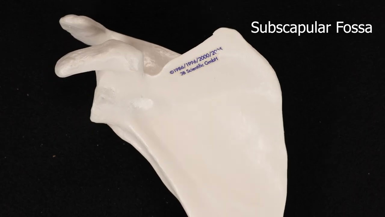 Scapula Bone #skeletalsystem