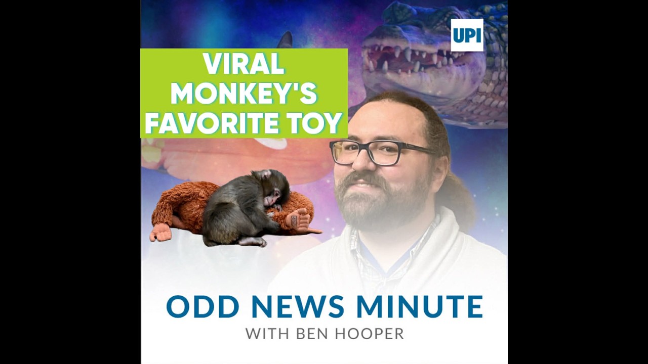 Punch the monkey's stuffed orangutan, cows on the highway