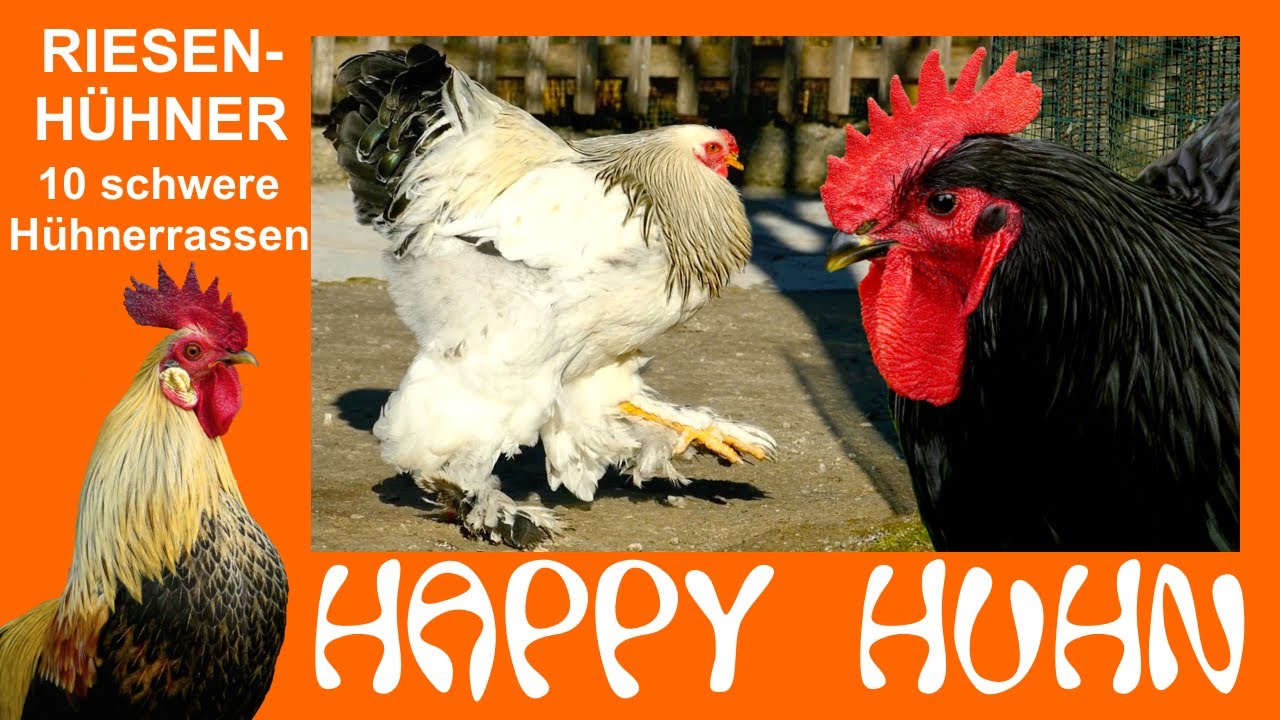 E182 Riesenhühner 10 schwere Hühnerrassen bei HAPPY HUHN - Shamo, Brahma, Orpington, Jersey Giant