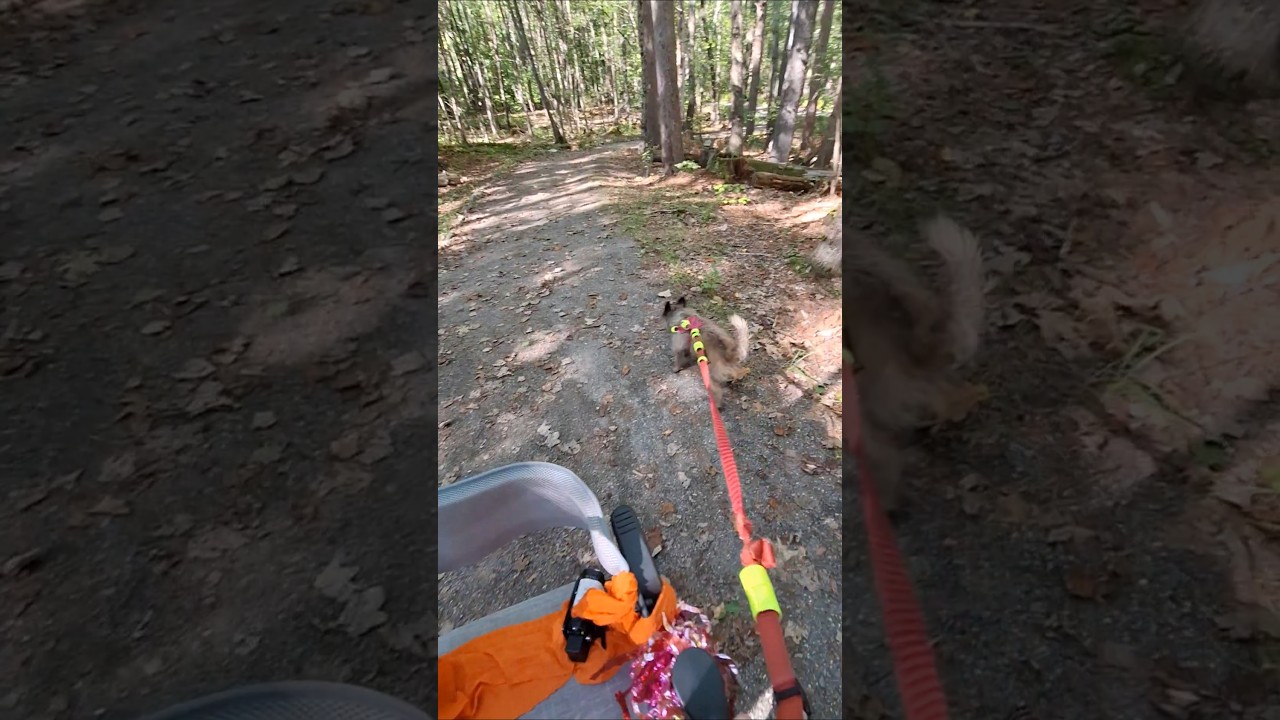 #cascadefalls #cascadefallsregionalpark #maine #dogwalk #puppy #doglife #hiking  #forest #nature