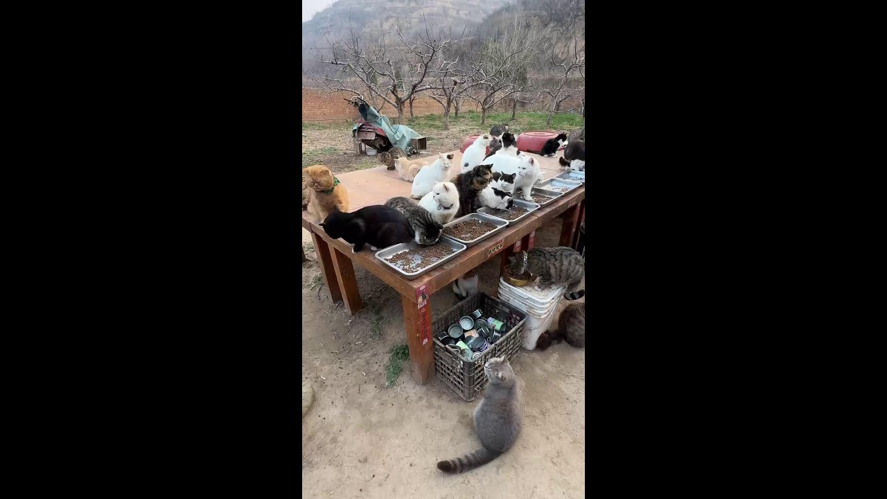 Peaceful Cat Live ｜ 穏やかな猫ライブ 2026-03-05 02:13:44