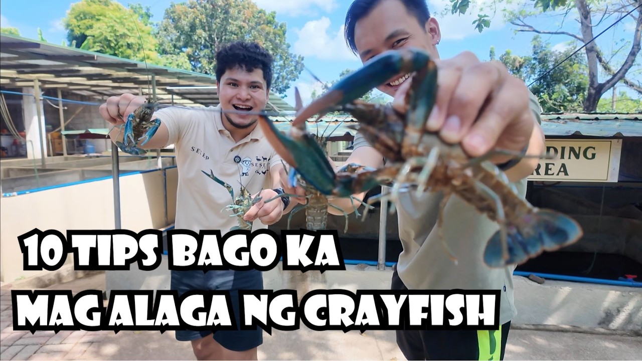 10 Tips Bago Ka Pumasok sa Crayfish Farming