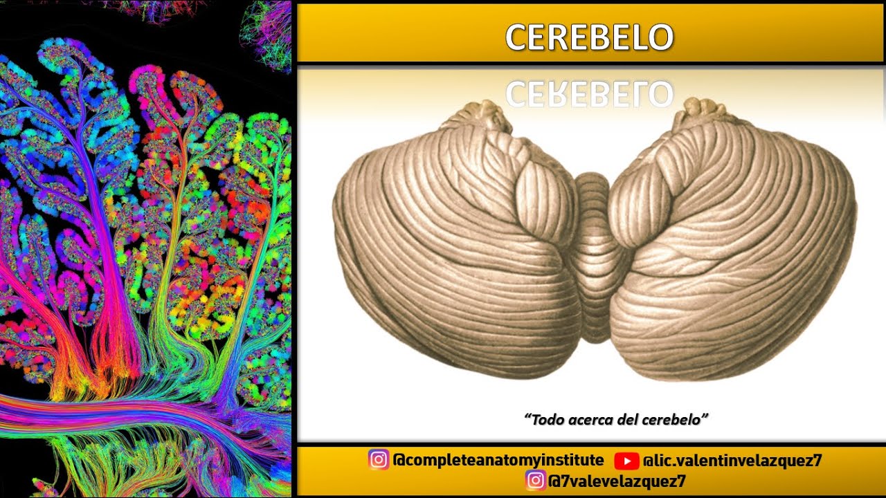 NEUROANATOMÍA | IRRIGACIÓN DEL CEREBELO | AICA, PICA, Arteria cerebelosa superior