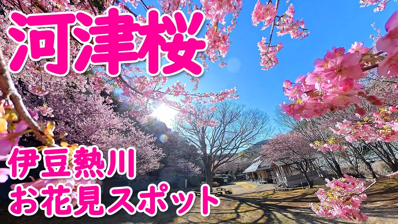 伊豆熱川の河津桜お花見スポット巡り