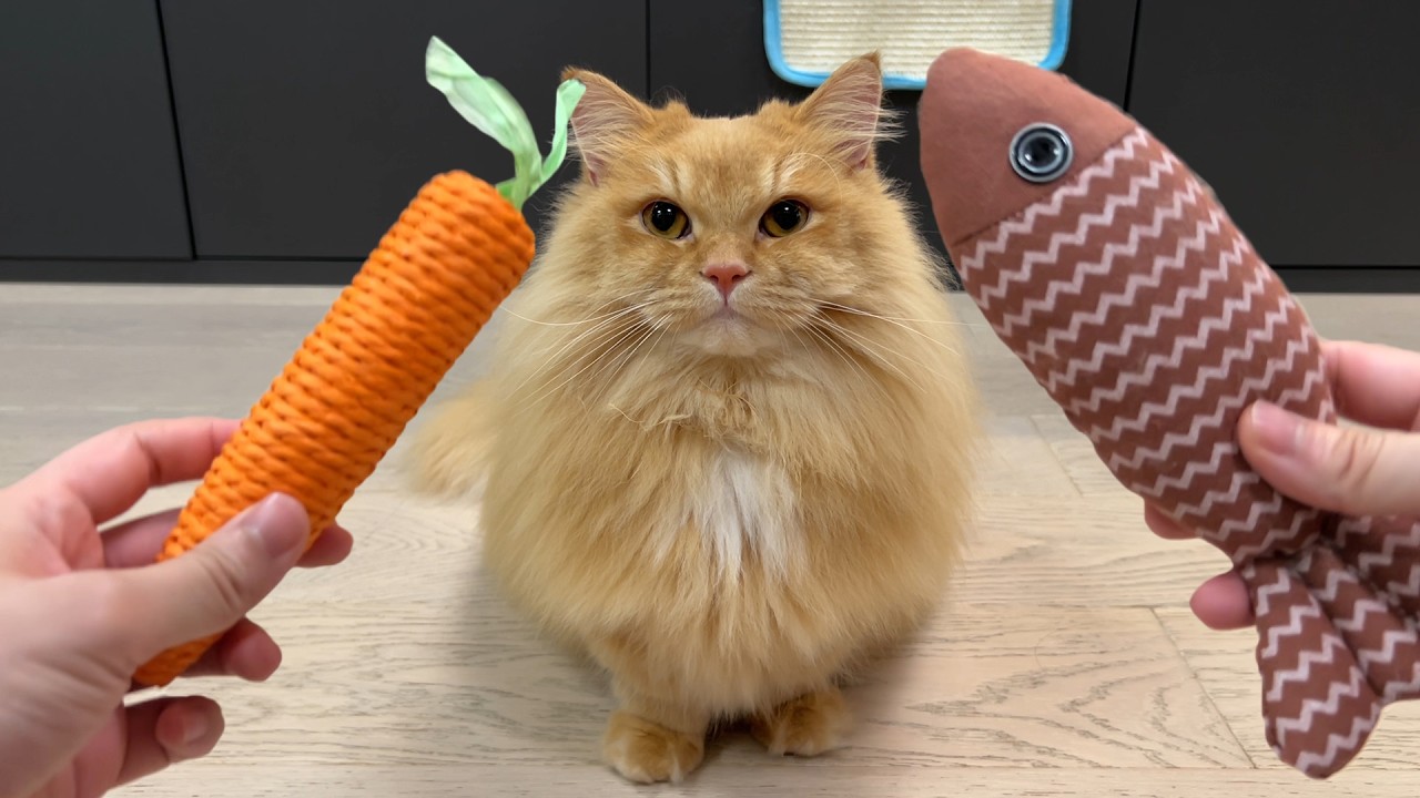 Trick & Treat with My Cat - Day 44