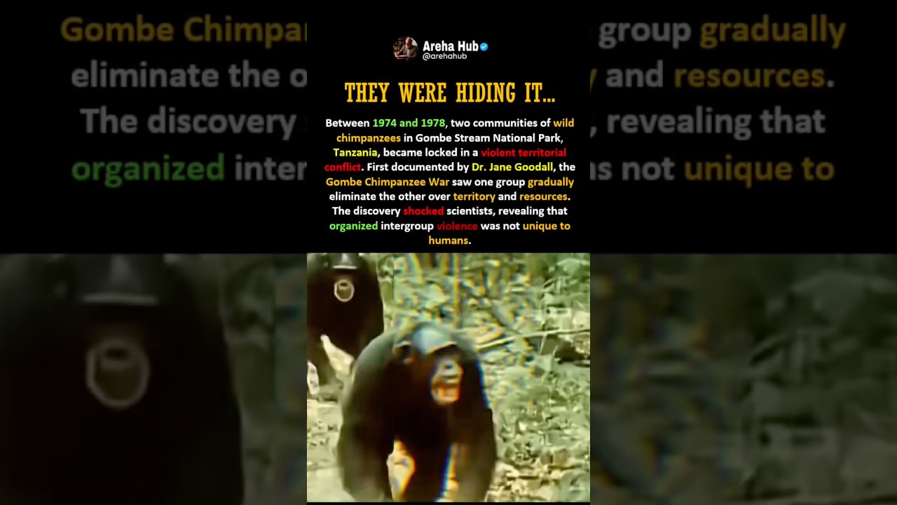 THE WAR BETWEEN CHIMPANZEES