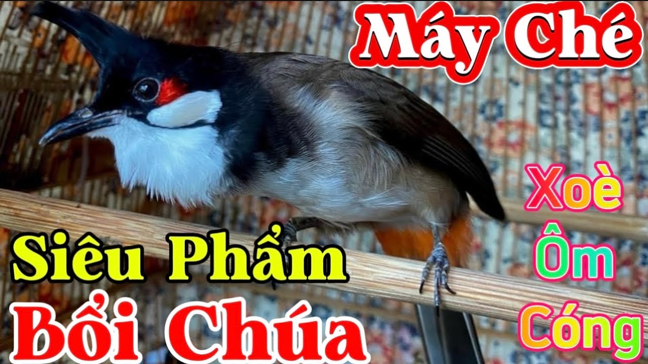 25/1 Siêu Phẩm Bổi Vip Trùm Avi-Phách Chơi Siêu Ché Xoè Ôm Cóng/Cánh Quạt Như Máy/Bổi Tuyển Siêu Vip