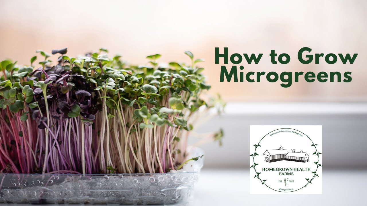 Homegrown Health Farms Microgreen Grow Kit Tutorial