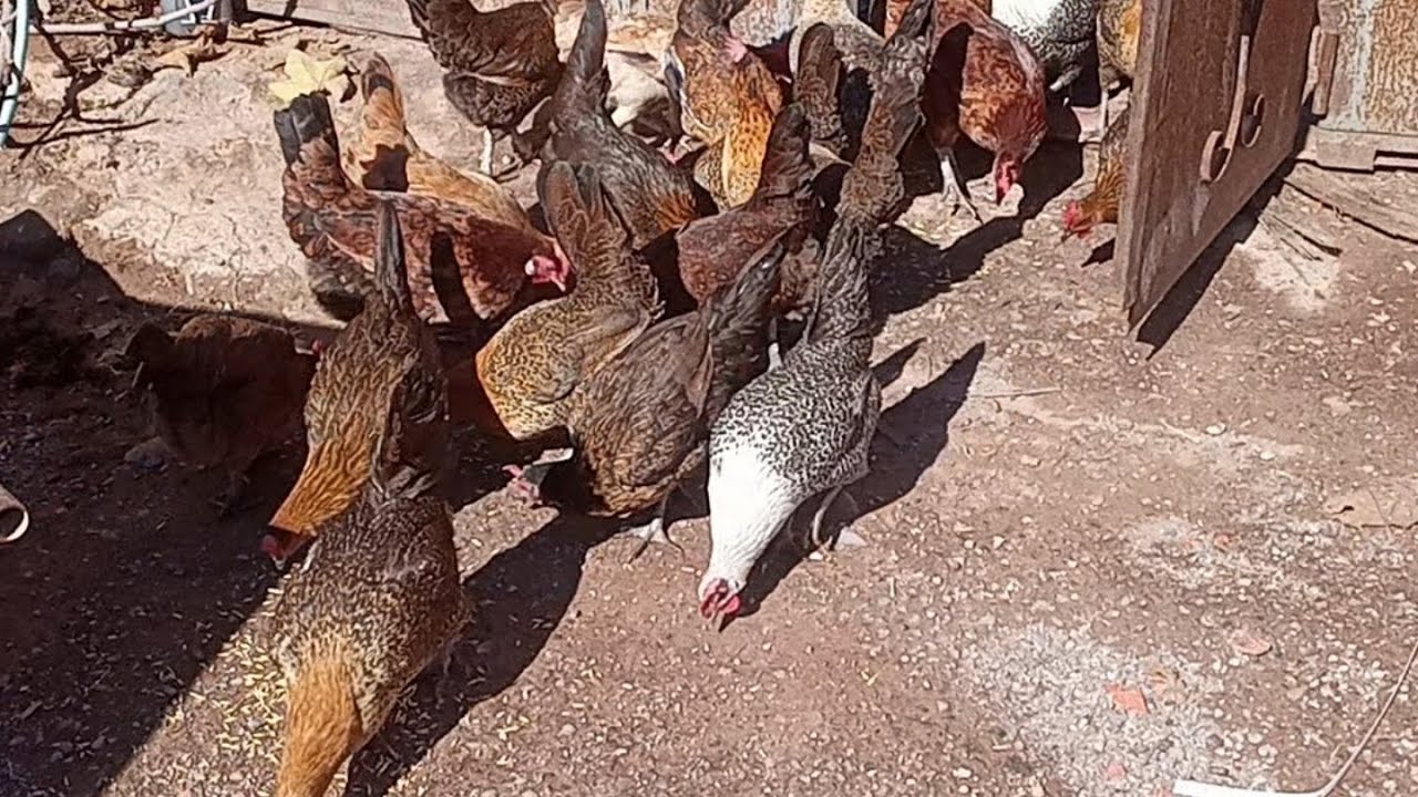 #جمع بيض# القطيع #الآخر