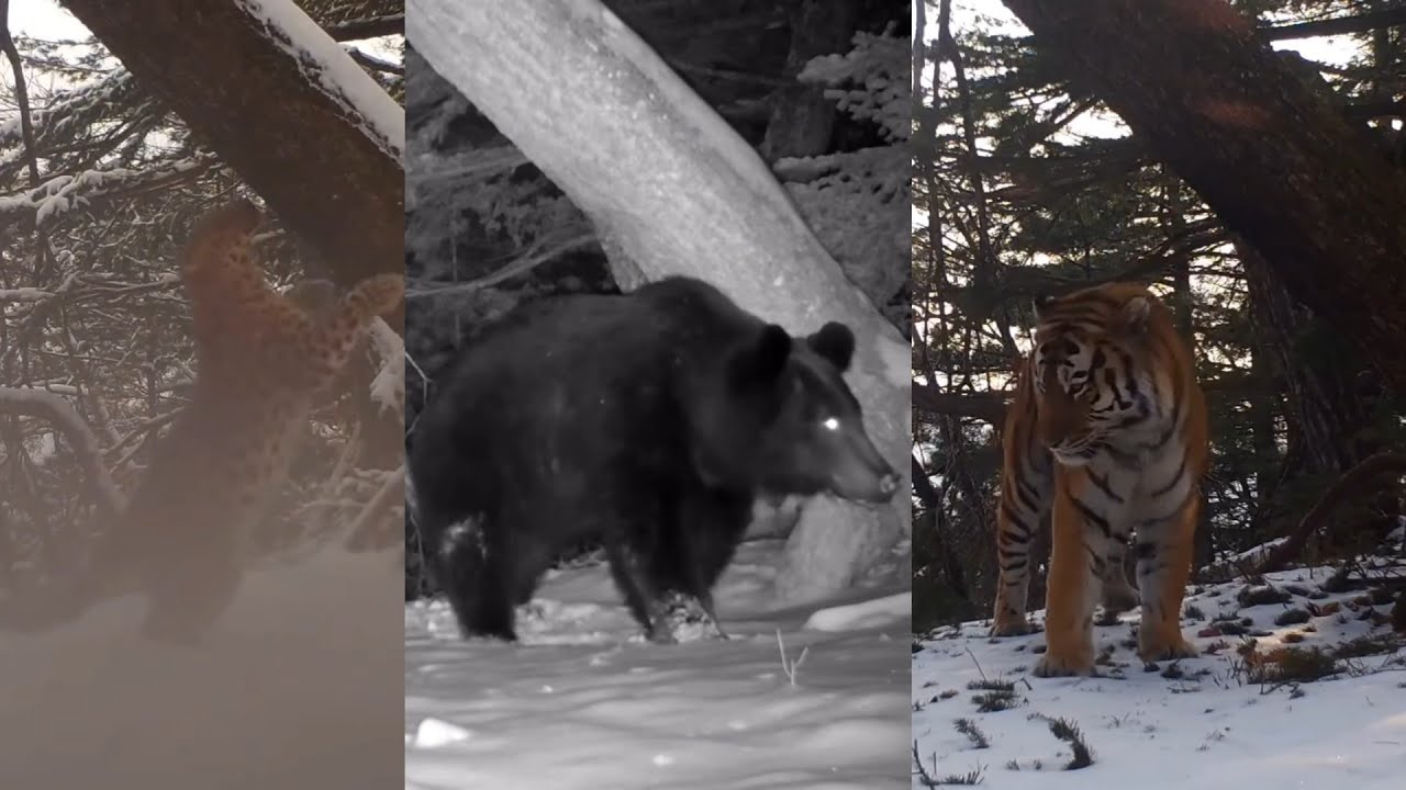 Amur leopard, Amur tiger, Amur brown bear.