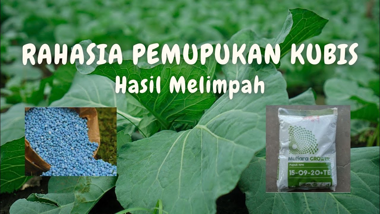 Trik Cara Memupuk Kubis Agar Cepat Besar dan Krop Lebih Berat