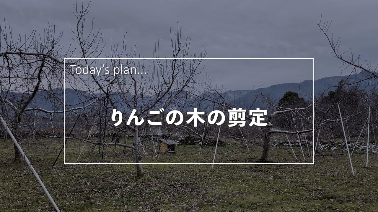 【Vlog】農家の１日 ～りんごの木の剪定～ #横さんの日常 #Vlog #017