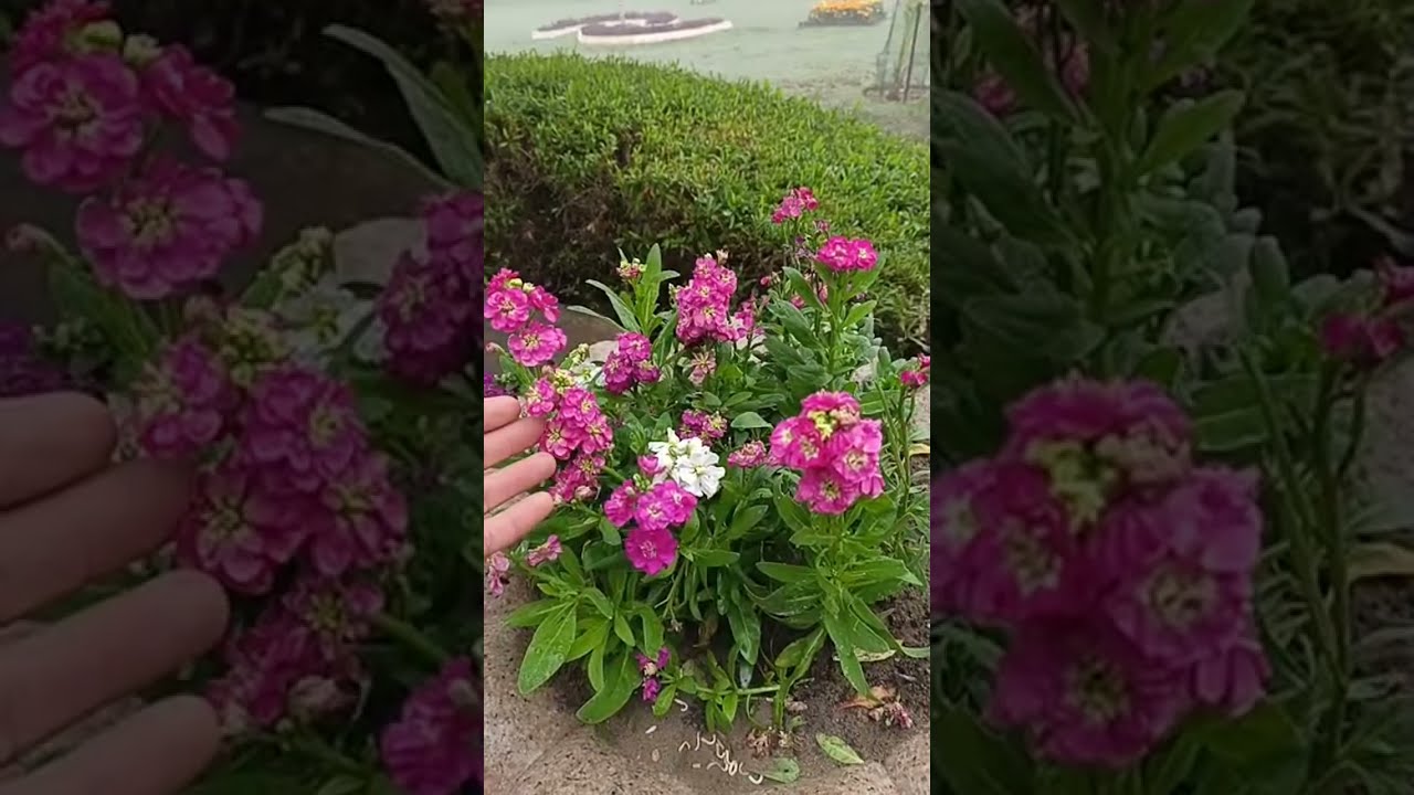 جولة صباحية لأحد مجموعة #مشاتل ومتنزه في #كربلاء بثًا مباشرًا  محمد السوداني لزراعة الحديثة بالمنزل🏡