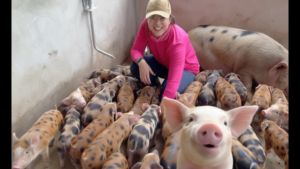 Minha criação de porcos caipiras, são animais inteligentes, curiosos e apaixonantes.