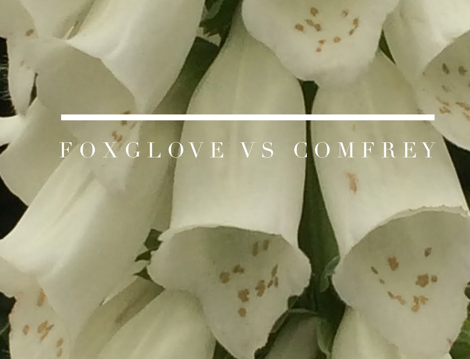 Identifying Foxglove and Comfrey on How to Grow a Garden with Scarlett
