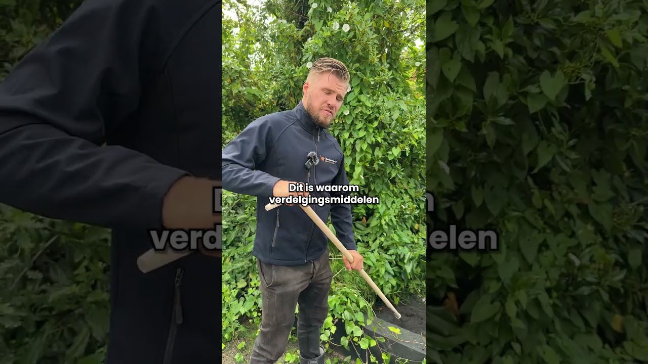 Hoe verwijder je de onkruid na de vakantie?