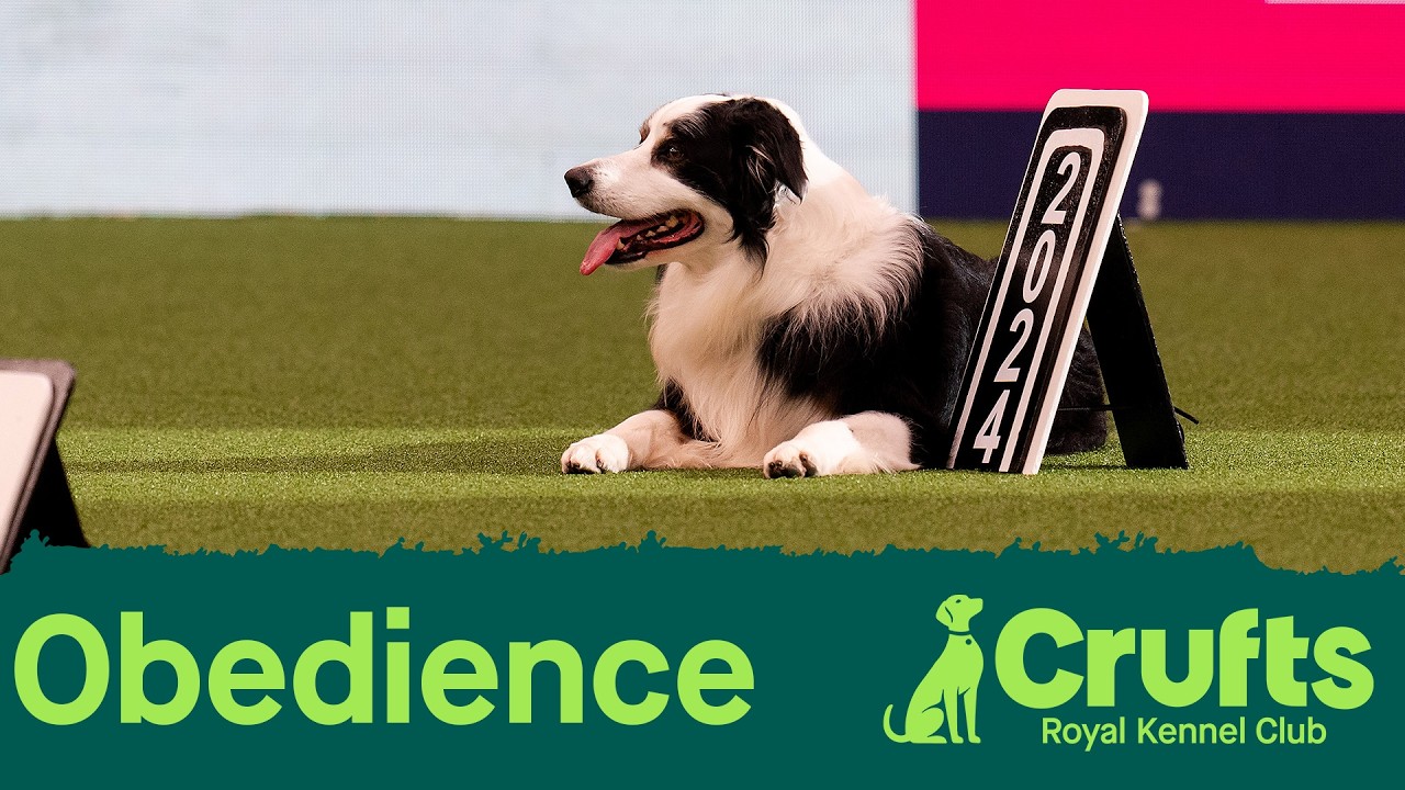 Obedience Day 3 LIVE | Dog Obedience Championship | Crufts 2026