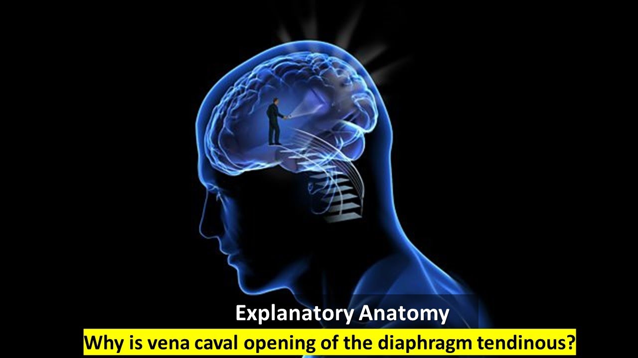 Why is the vena caval opening of the diaphragm tendinous? Prof. Dr. Md. Ashfaqur Rahman