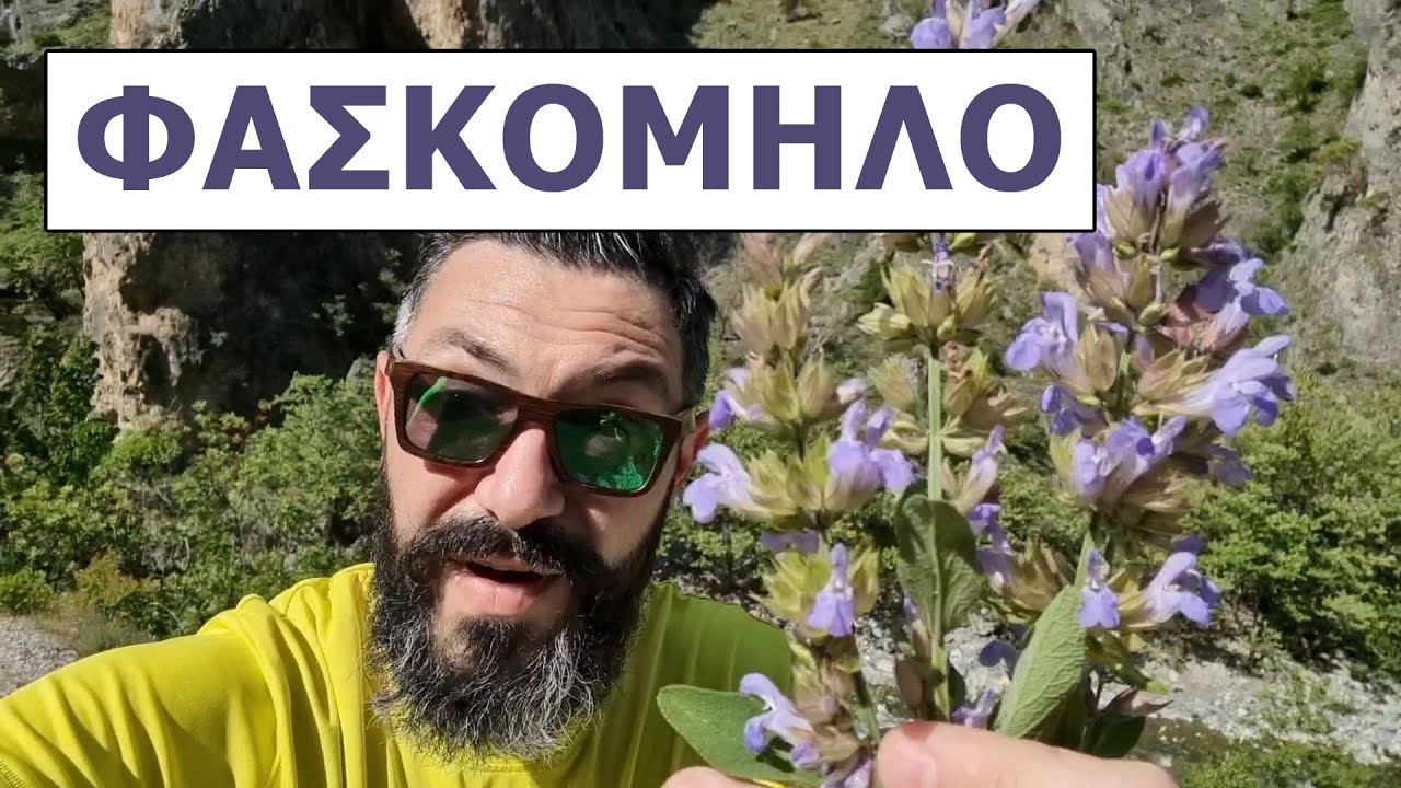 Φασκόμηλο