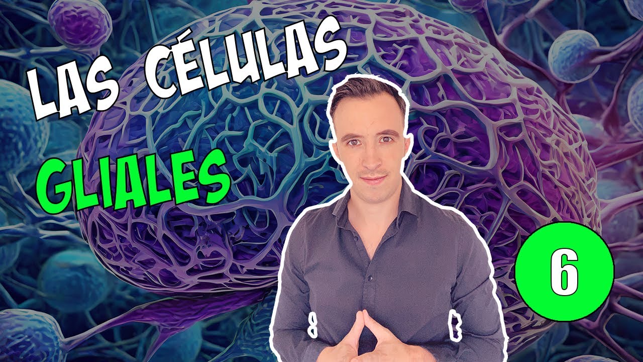 06. Las células gliales (Neuroglia)