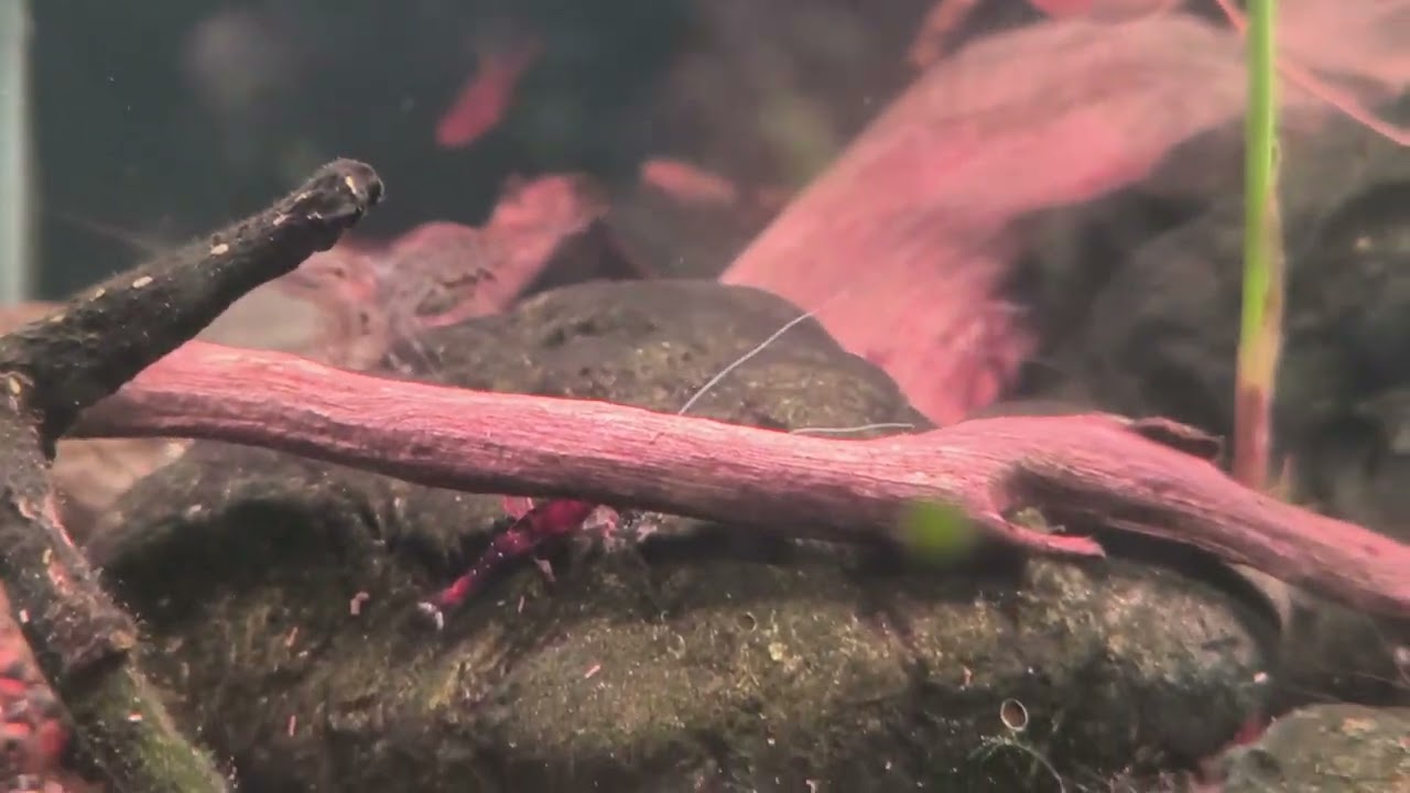 MENAMBAHKAN UDANG BAMBU KE TANK UDANG SULAWESI? MARI KITA COBA! 🔥🔥🔥