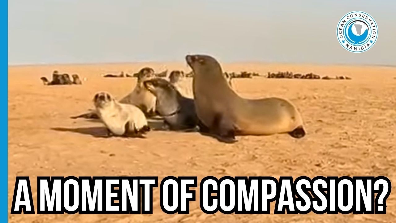 Huddled Around the Hurt - Do Seals Protect Their Own?