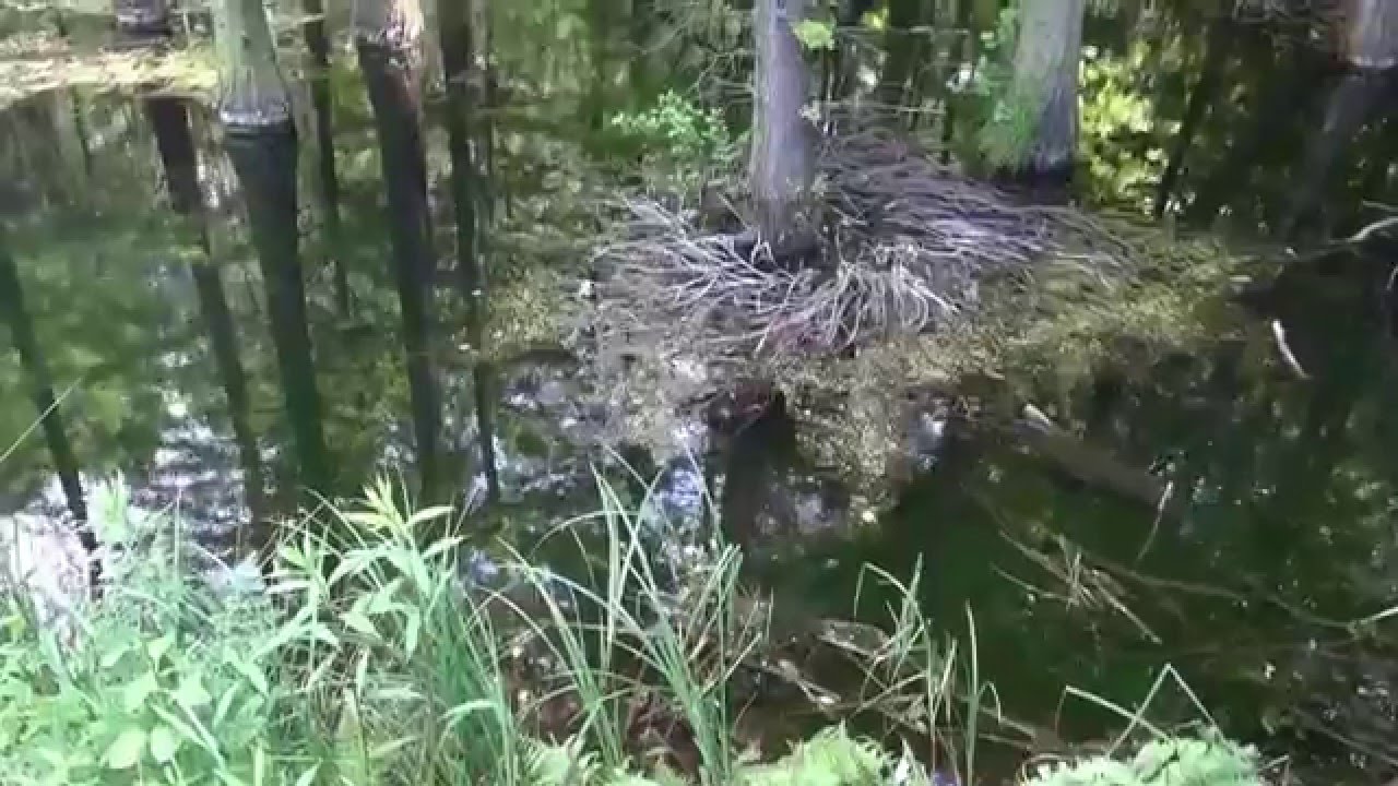 Jeli arbor&eacute;tum