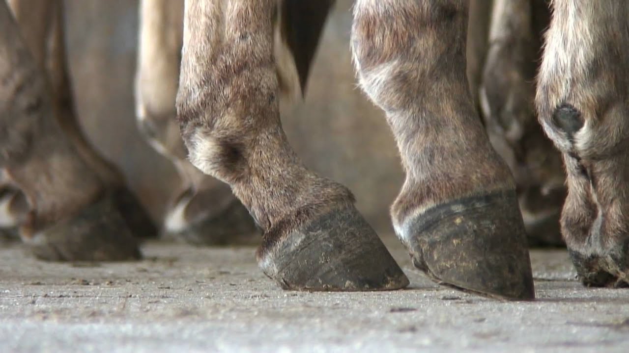 Lamu Donkey Sanctuary