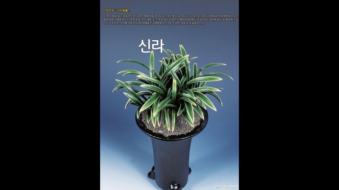 #02월11일 #수요일 #따뜻한 #초저가 #유행 #무명 #명명품 #6종 #신라 #황중투 #변산반 #세홍소 #정영 #서반 #추천 #종자 #난초 #재테크