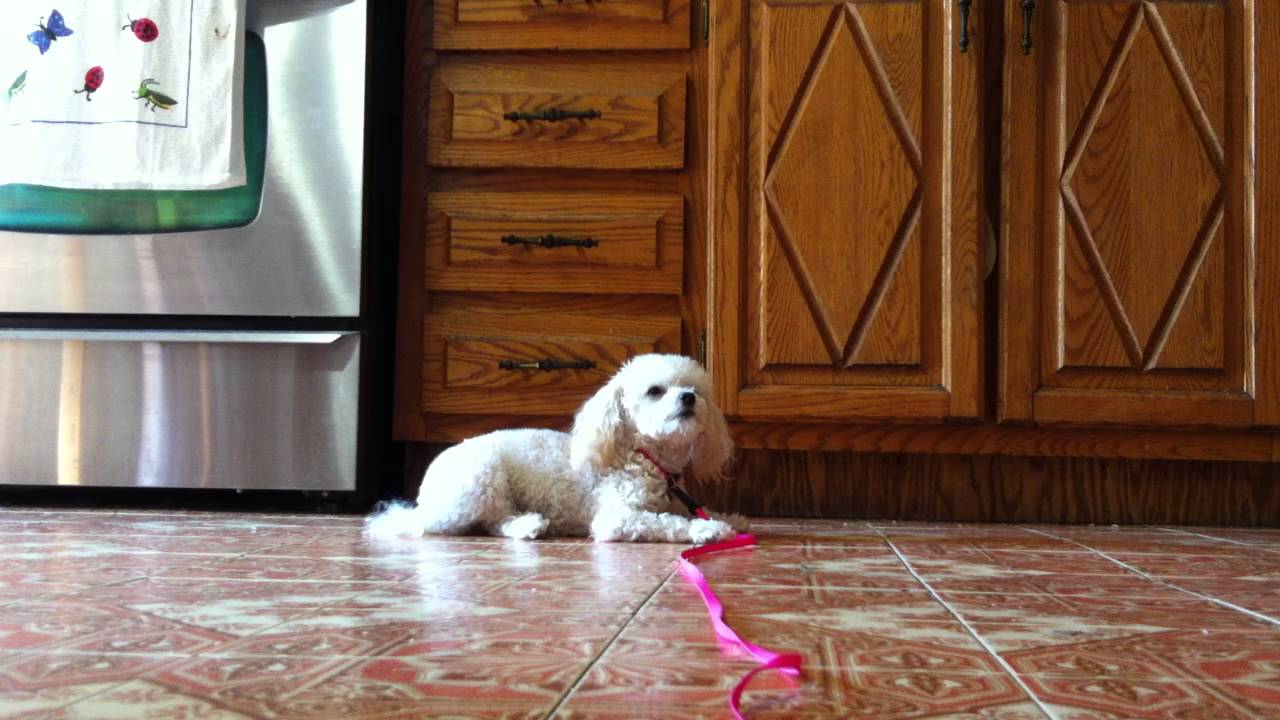 Toy poodle puppy doing DOWN STAY