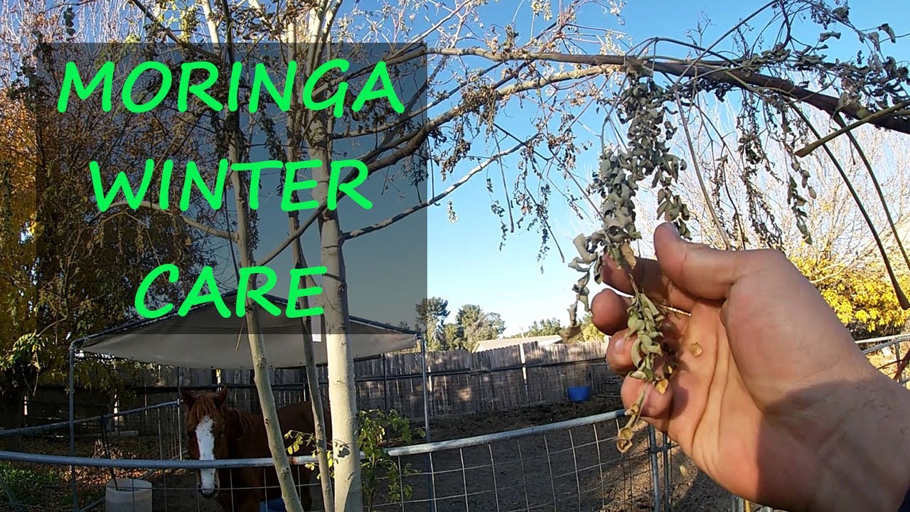 Moringa Tree Winter Care