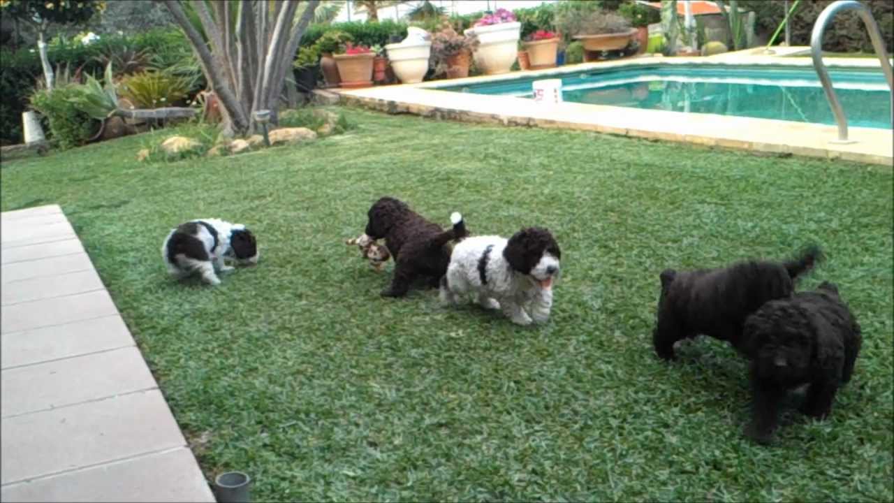 CACHORROS DE PERRO DE AGUA ESPAÑOL CON 50 DIAS