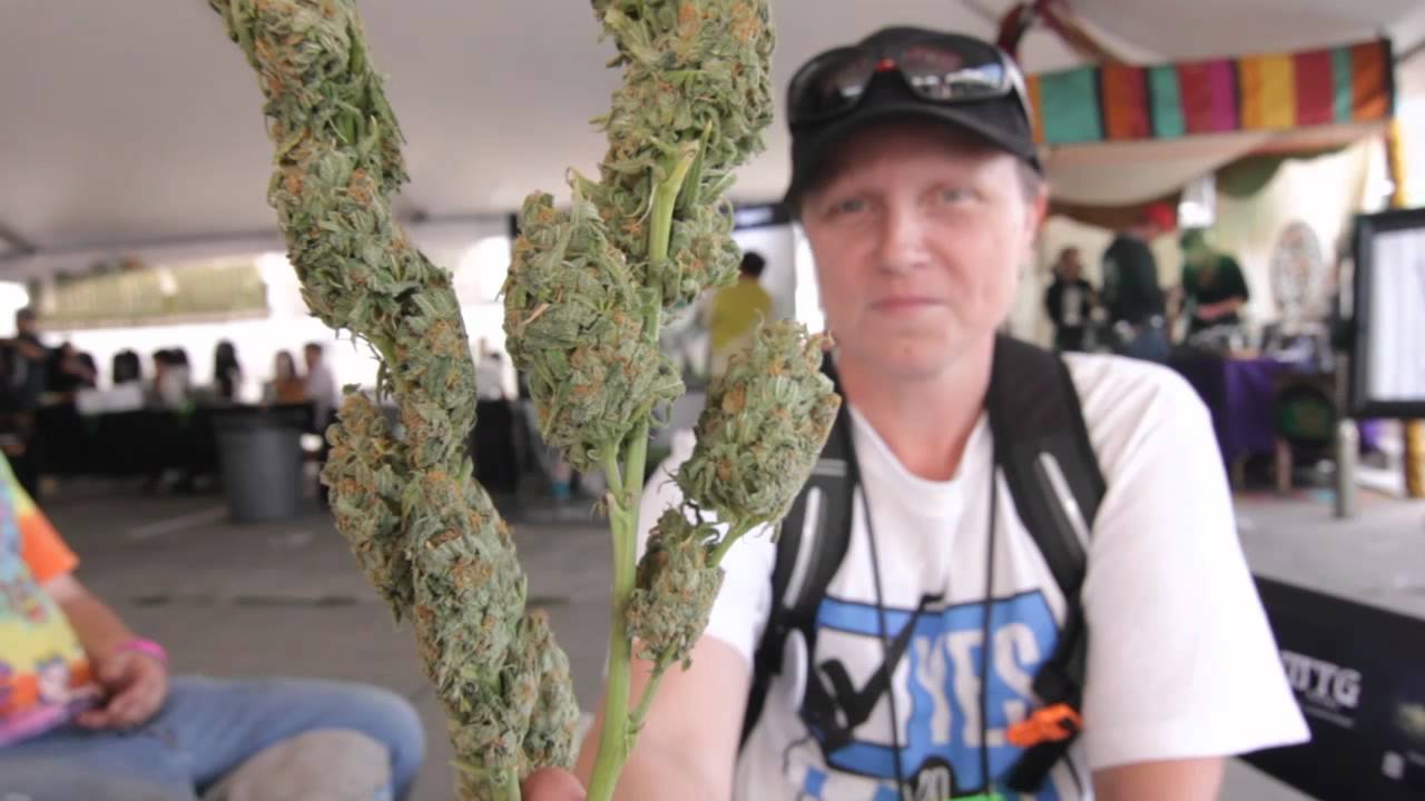 Seattle Medical Cannabis Cup Overview