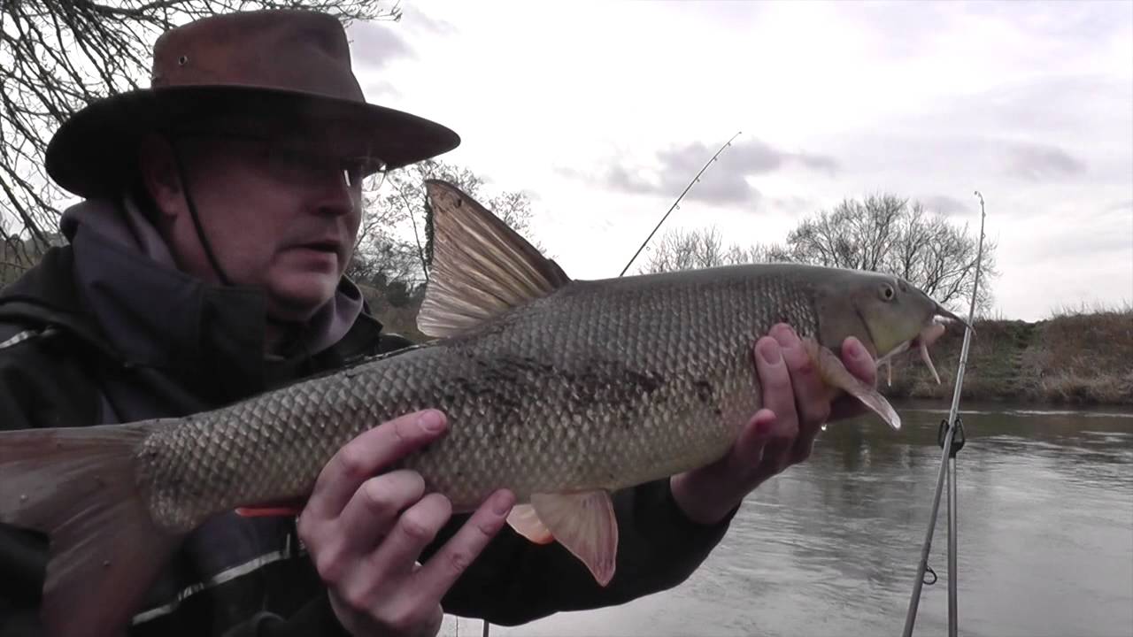 River Severn Barbel Fishing 5