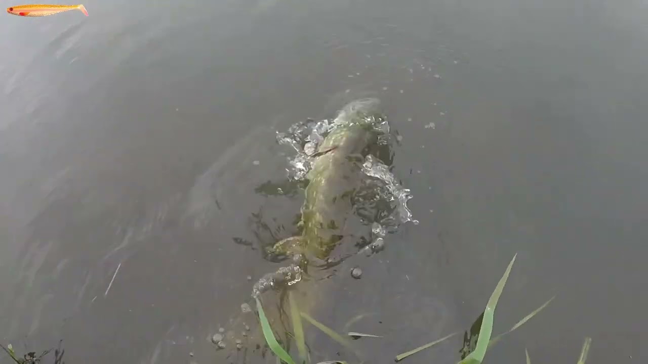 Pike video of 16 Okt 2021