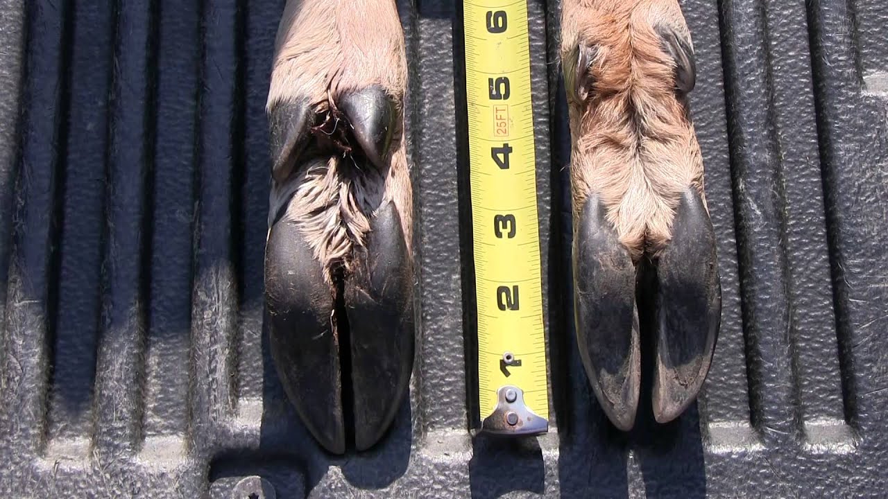 Identifying deer tracks, a look at their hooves