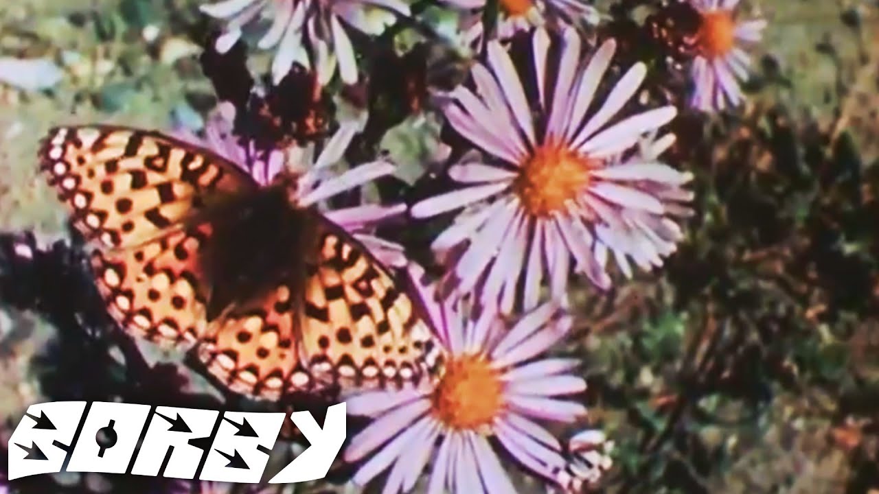 Borby Norton - Let Out A Howl Of Anguish