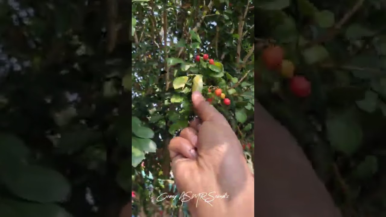 Most satisfying Berry Crush asmr #shorts  ASMR video of nature