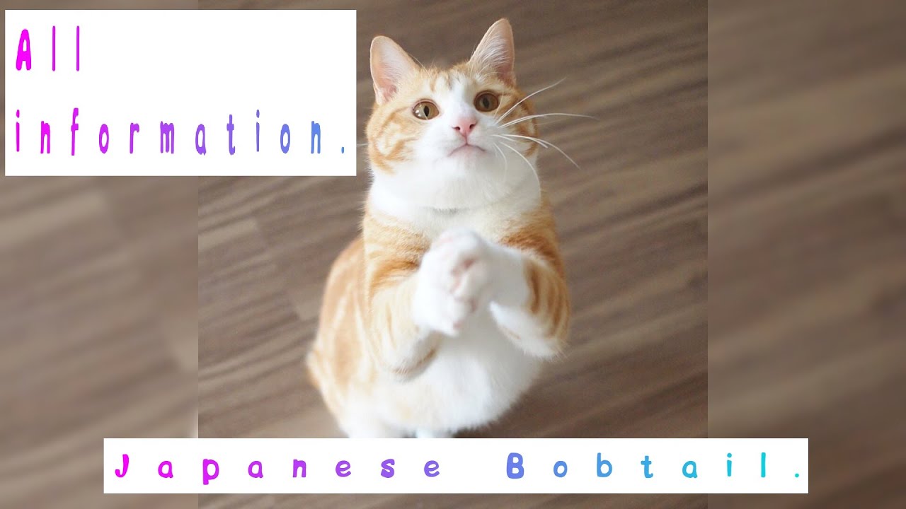 Japanese Bobtail. Pros and Cons, Price, How to choose, Facts, Care, History