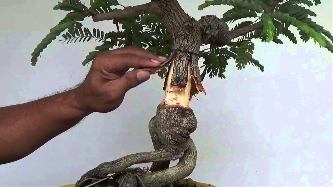 Bonsai Experiment: Creating Nebari with Split Bark  Technique
