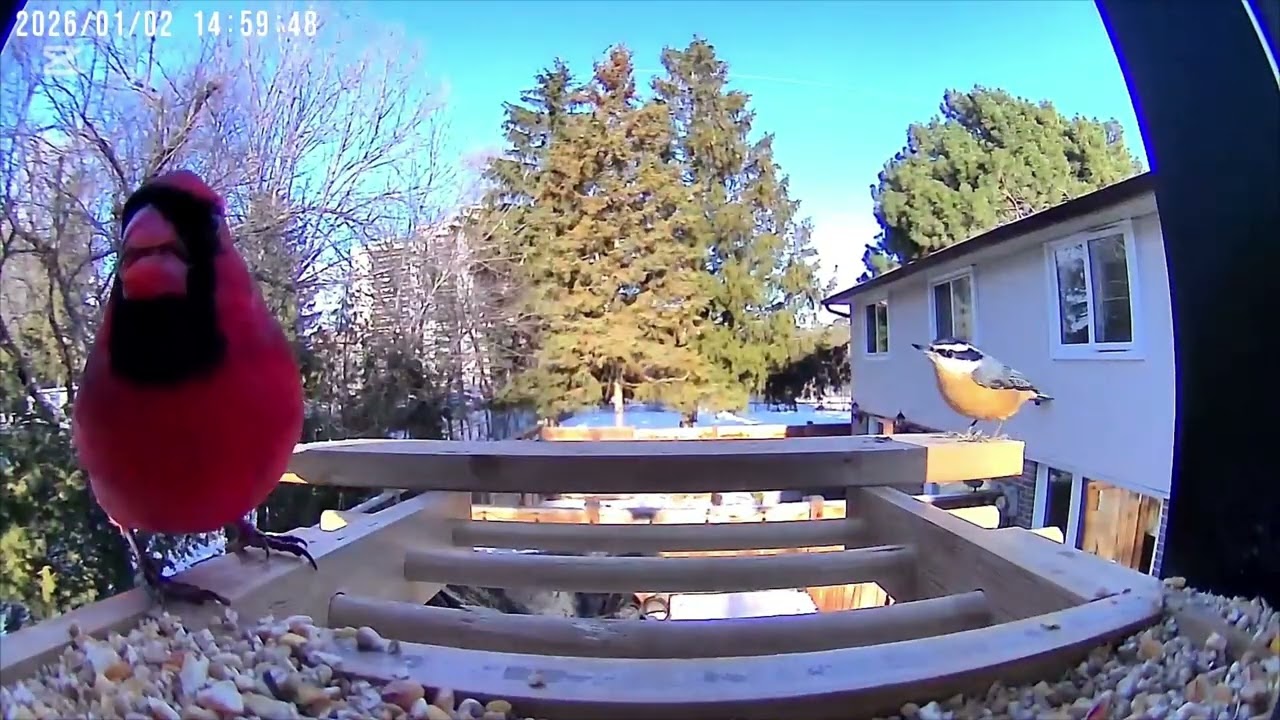 Watch These Backyard Birds FIGHT Over the Feeder