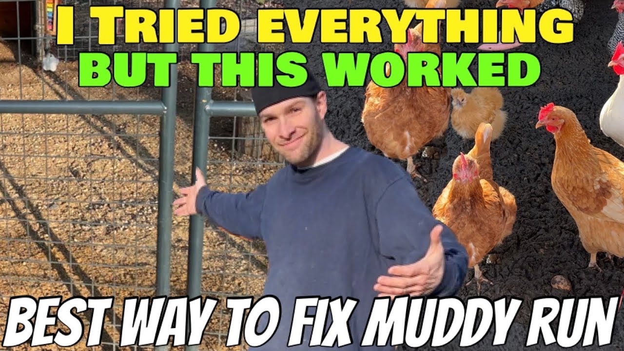 Best solution to fix a muddy chicken coop run! How to get rid of mud & dry out wet run horse pellets